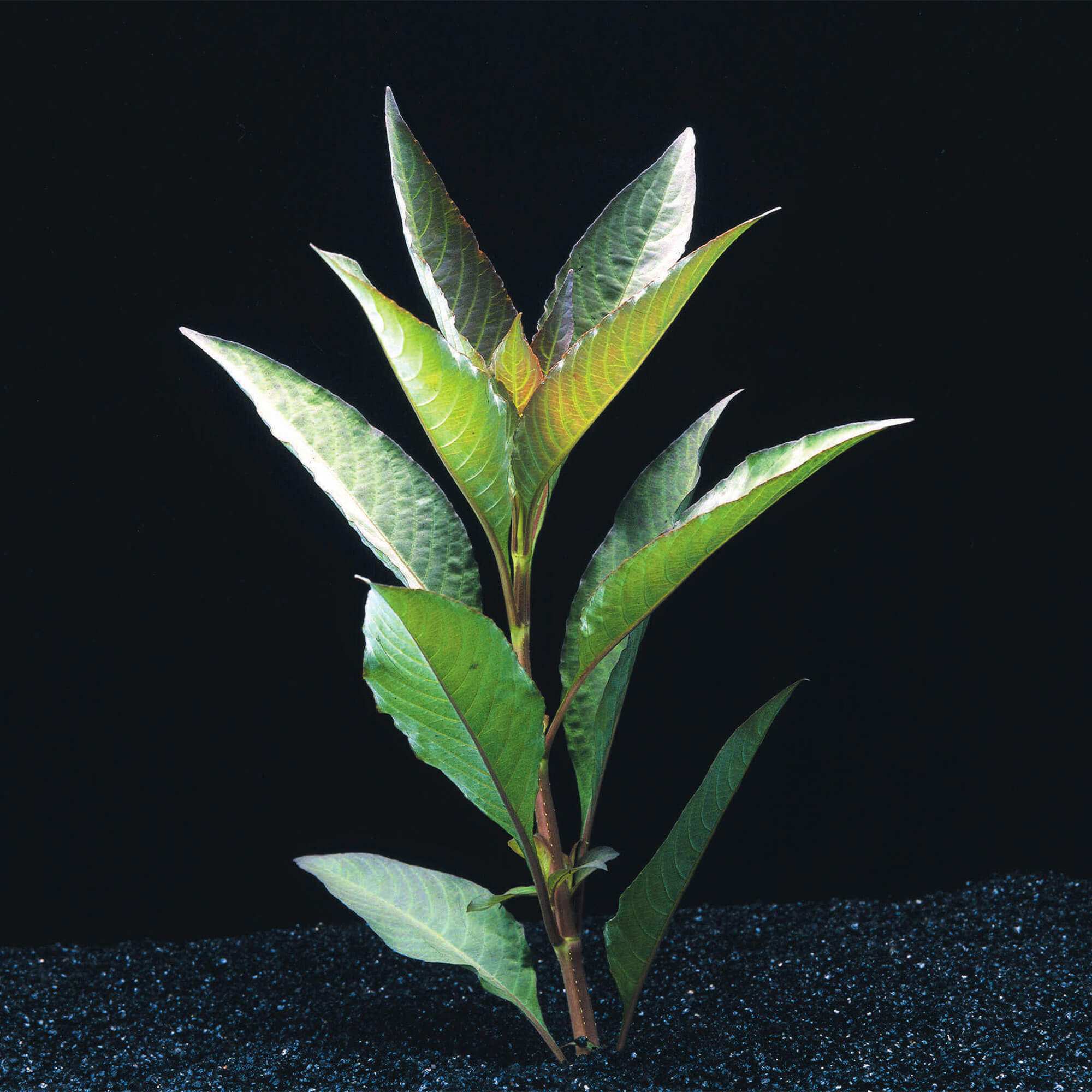 Kirschbaum Riesenwasserfreund Nomaphila Corymbosa