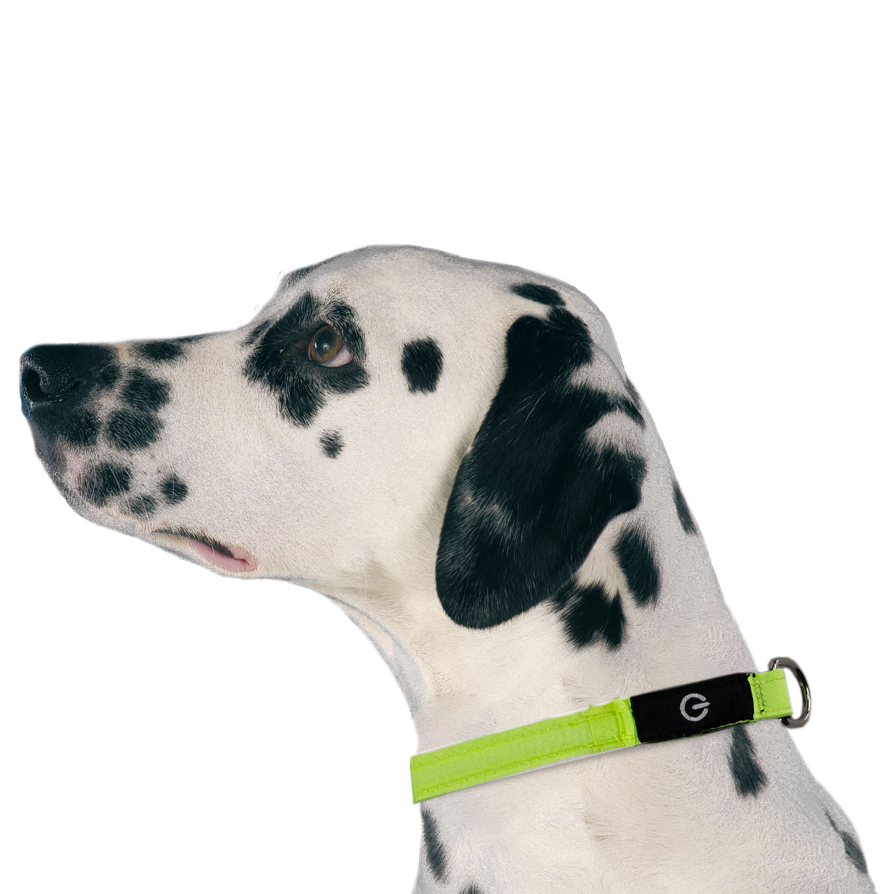 swisspet LED Hunde-Leuchthalsband