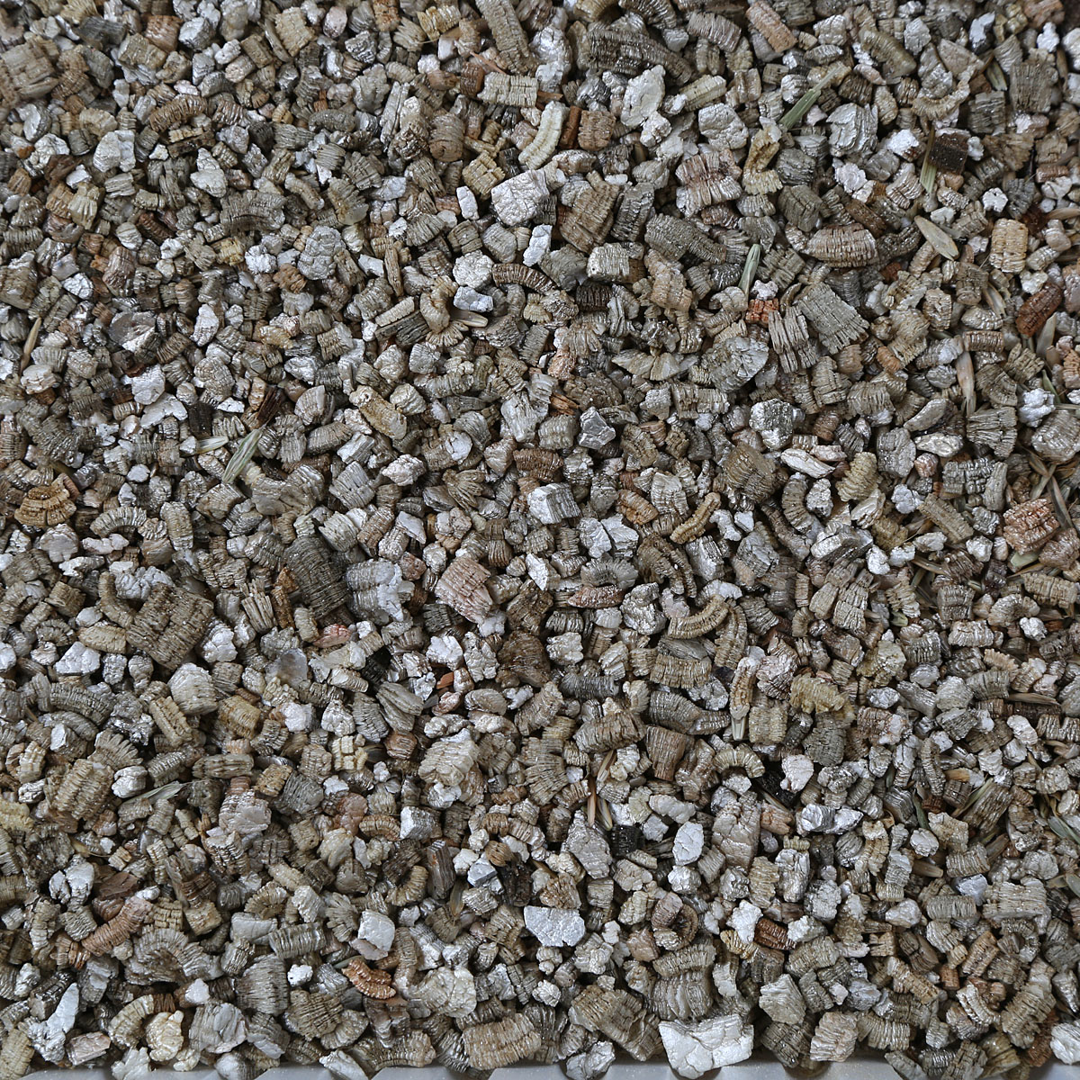 GimCat Katzengras mit natürlicher Gerstengras-Saat