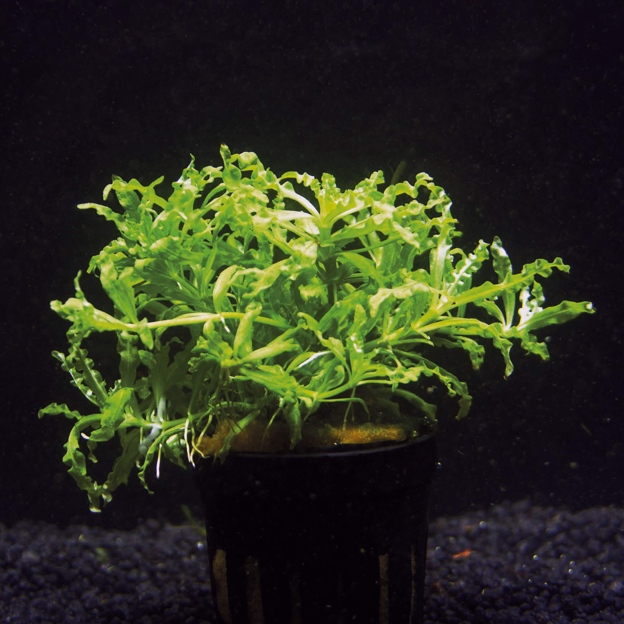 Kleiner Wasserstern Pogostemon Helferi