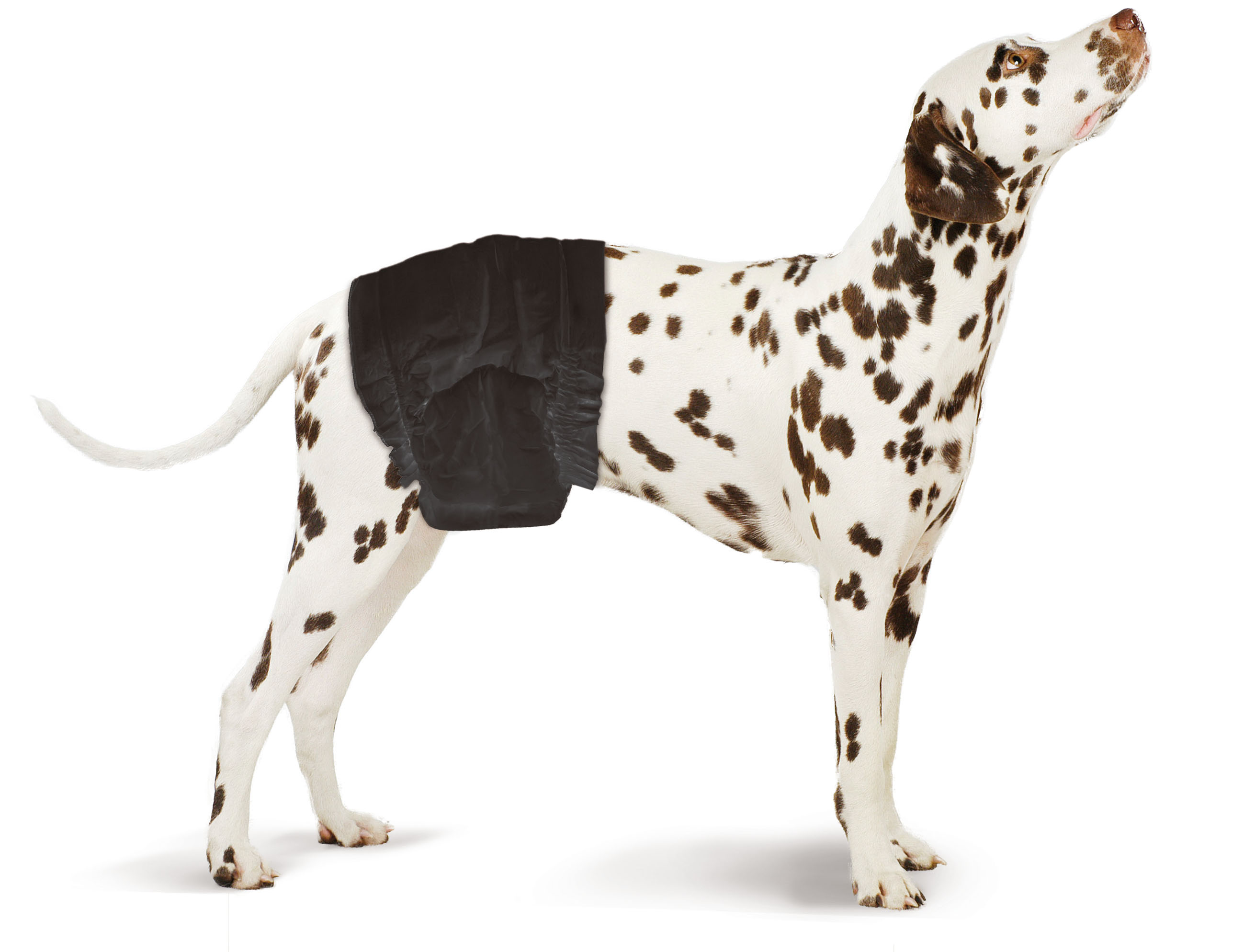 swisspet Rüdenwindeln