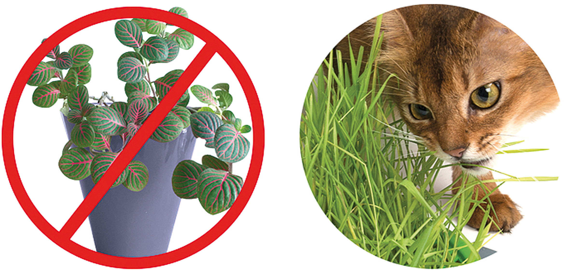 Catit Senses 2.0 Grass Planter