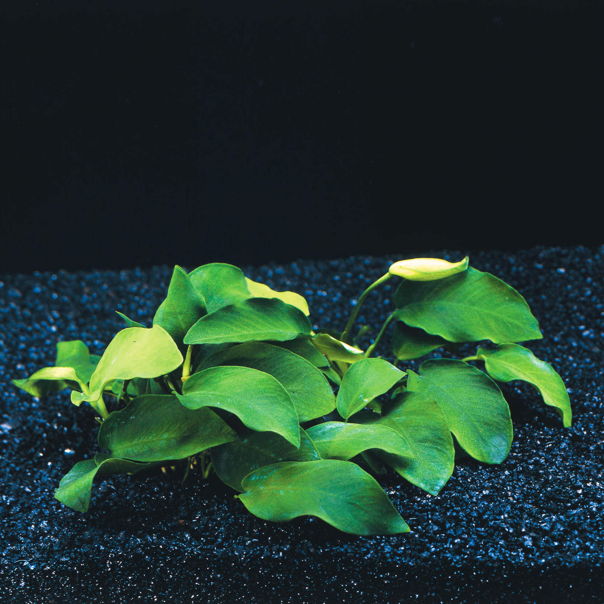Amazonas Zwergspeerblatt Anubias Nana